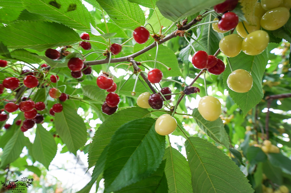 北海道採櫻桃吃到飽「大橋櫻桃果園」現採現吃櫻桃放題！！北海道採果樂實現櫻桃自由 @緹雅瑪 美食旅遊趣
