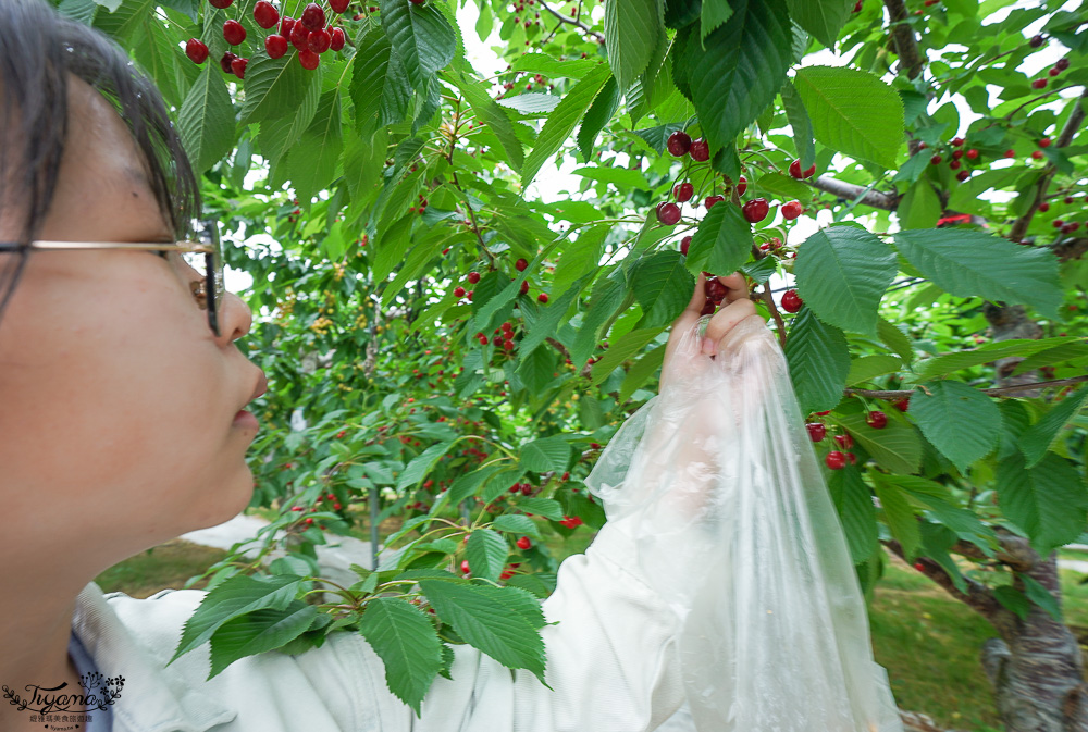 北海道採櫻桃吃到飽「大橋櫻桃果園」現採現吃櫻桃放題！！北海道採果樂實現櫻桃自由 @緹雅瑪 美食旅遊趣