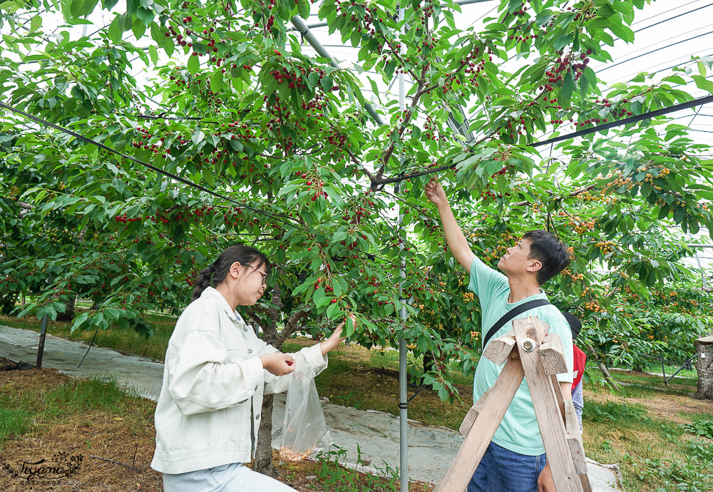北海道採櫻桃吃到飽「大橋櫻桃果園」現採現吃櫻桃放題！！北海道採果樂實現櫻桃自由 @緹雅瑪 美食旅遊趣