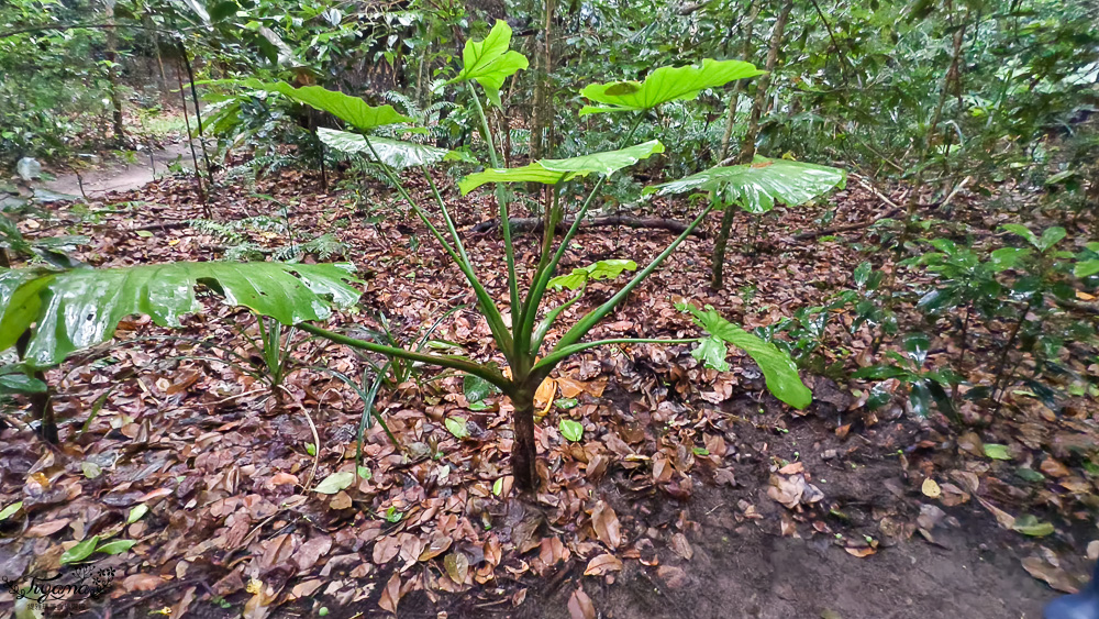 石垣島住宿推薦「星野集團 西表島飯店」世界自然遺產島嶼與珍稀野生動物共存的渡假勝地 @緹雅瑪 美食旅遊趣