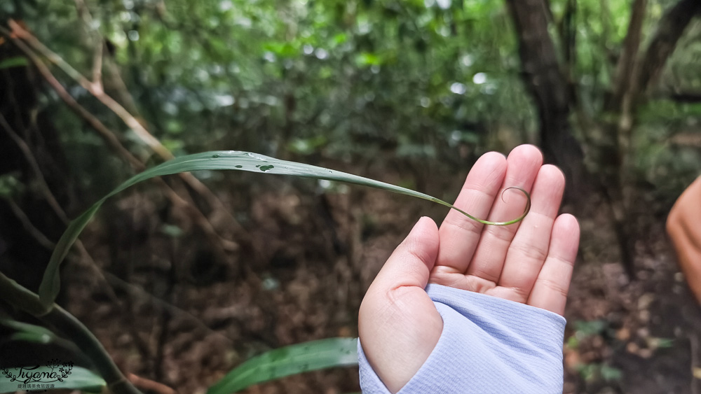 石垣島住宿推薦「星野集團 西表島飯店」世界自然遺產島嶼與珍稀野生動物共存的渡假勝地 @緹雅瑪 美食旅遊趣