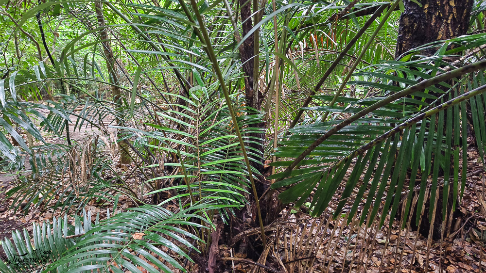 石垣島住宿推薦「星野集團 西表島飯店」世界自然遺產島嶼與珍稀野生動物共存的渡假勝地 @緹雅瑪 美食旅遊趣