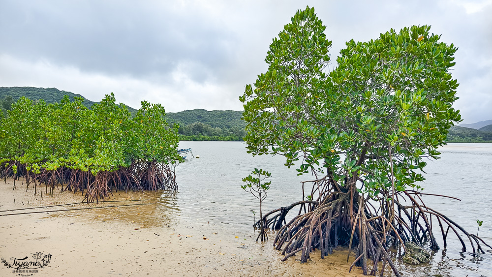 石垣島住宿推薦「星野集團 西表島飯店」世界自然遺產島嶼與珍稀野生動物共存的渡假勝地 @緹雅瑪 美食旅遊趣