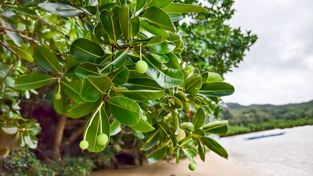 石垣島住宿推薦「星野集團 西表島飯店」世界自然遺產島嶼與珍稀野生動物共存的渡假勝地 @緹雅瑪 美食旅遊趣