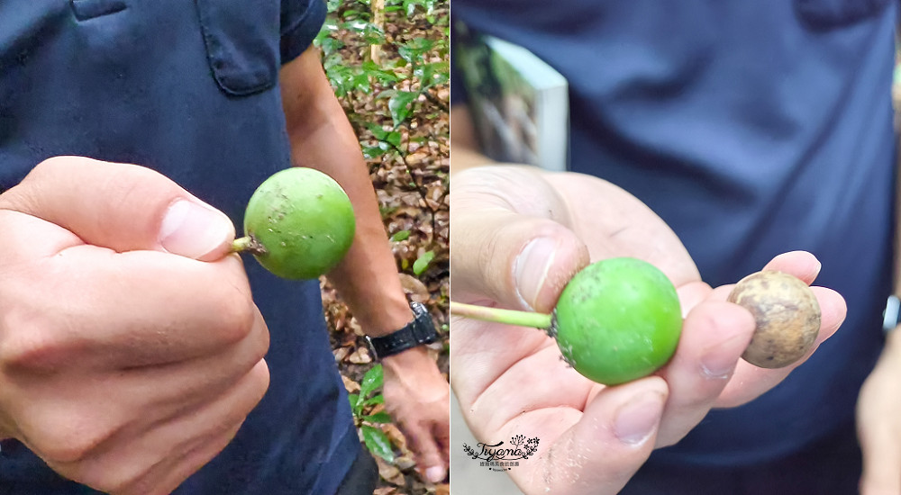 石垣島住宿推薦「星野集團 西表島飯店」世界自然遺產島嶼與珍稀野生動物共存的渡假勝地 @緹雅瑪 美食旅遊趣