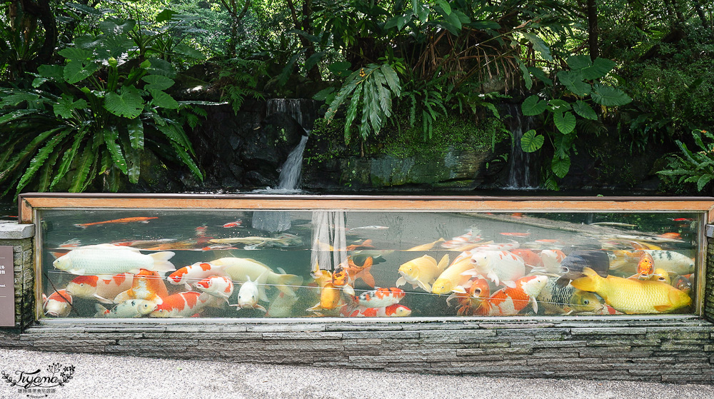 新北住宿度假村推薦「大板根森林溫泉酒店」2025全新觀景溫泉別墅｜恐龍森林夏令營｜古生物實驗室｜太子西餐廳自助餐｜麗宴中餐廳 @緹雅瑪 美食旅遊趣