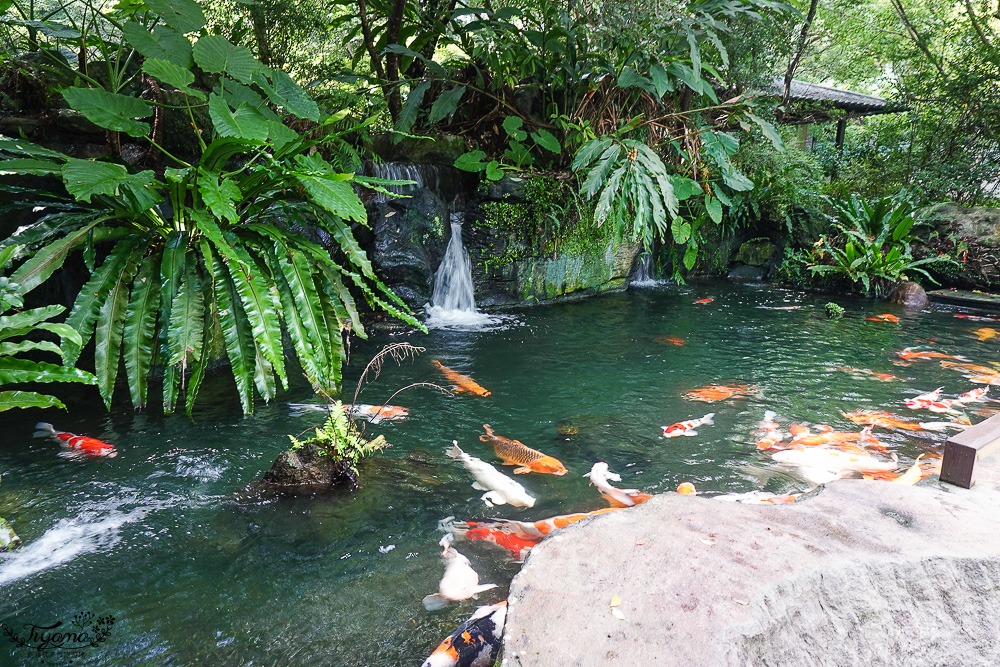 新北住宿度假村推薦「大板根森林溫泉酒店」2025全新觀景溫泉別墅｜恐龍森林夏令營｜古生物實驗室｜太子西餐廳自助餐｜麗宴中餐廳 @緹雅瑪 美食旅遊趣