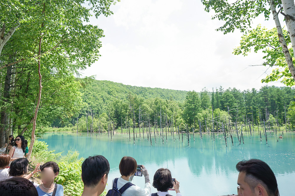北海道美瑛｜白金青池：絕美青藍人池，美瑛知名人氣景點 @緹雅瑪 美食旅遊趣