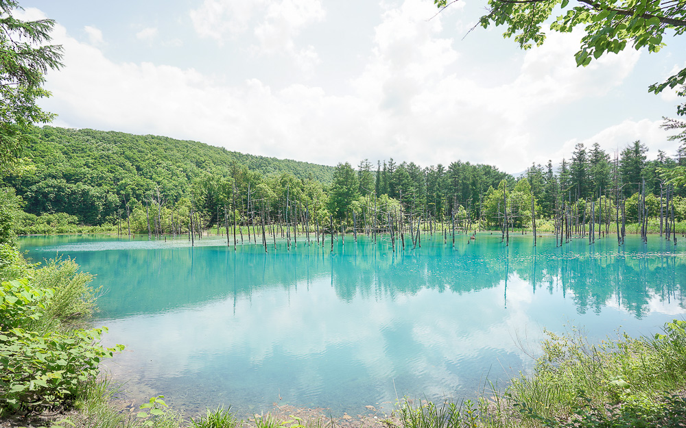 北海道美瑛｜白金青池：絕美青藍人池，美瑛知名人氣景點 @緹雅瑪 美食旅遊趣