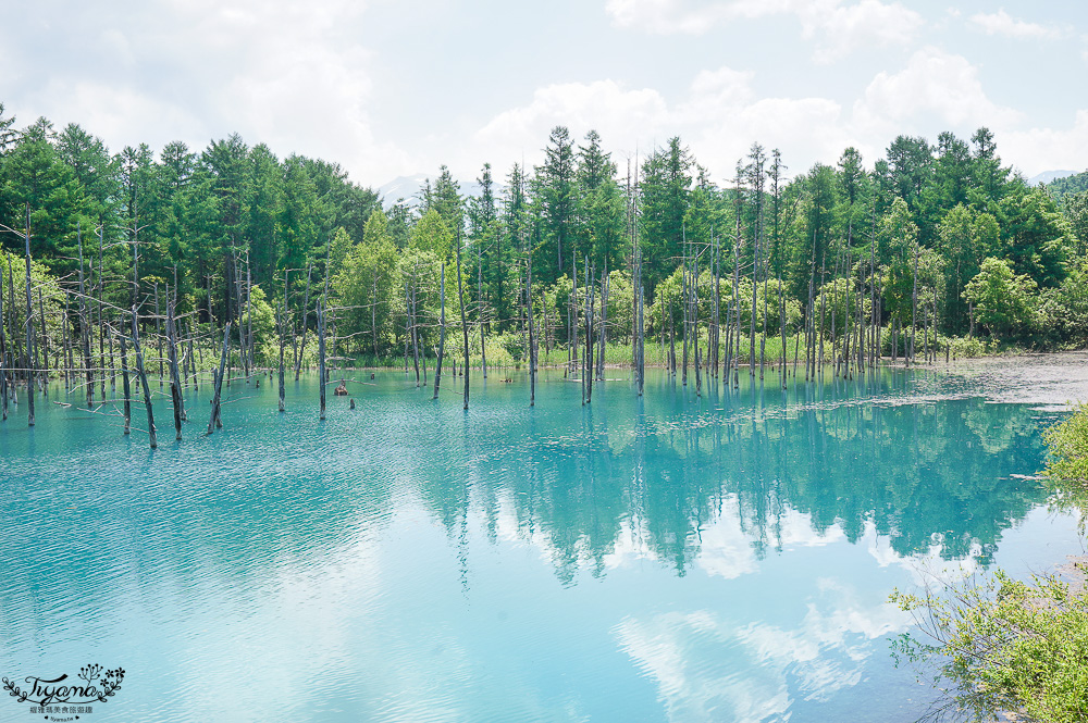 北海道美瑛｜白金青池：絕美青藍人池，美瑛知名人氣景點 @緹雅瑪 美食旅遊趣
