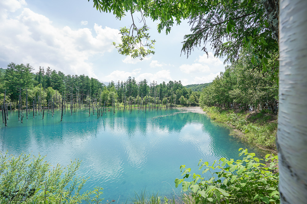北海道美瑛｜白金青池：絕美青藍人池，美瑛知名人氣景點 @緹雅瑪 美食旅遊趣