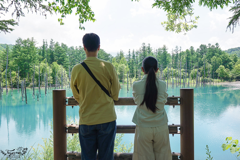 北海道美瑛｜白金青池：絕美青藍人池，美瑛知名人氣景點 @緹雅瑪 美食旅遊趣
