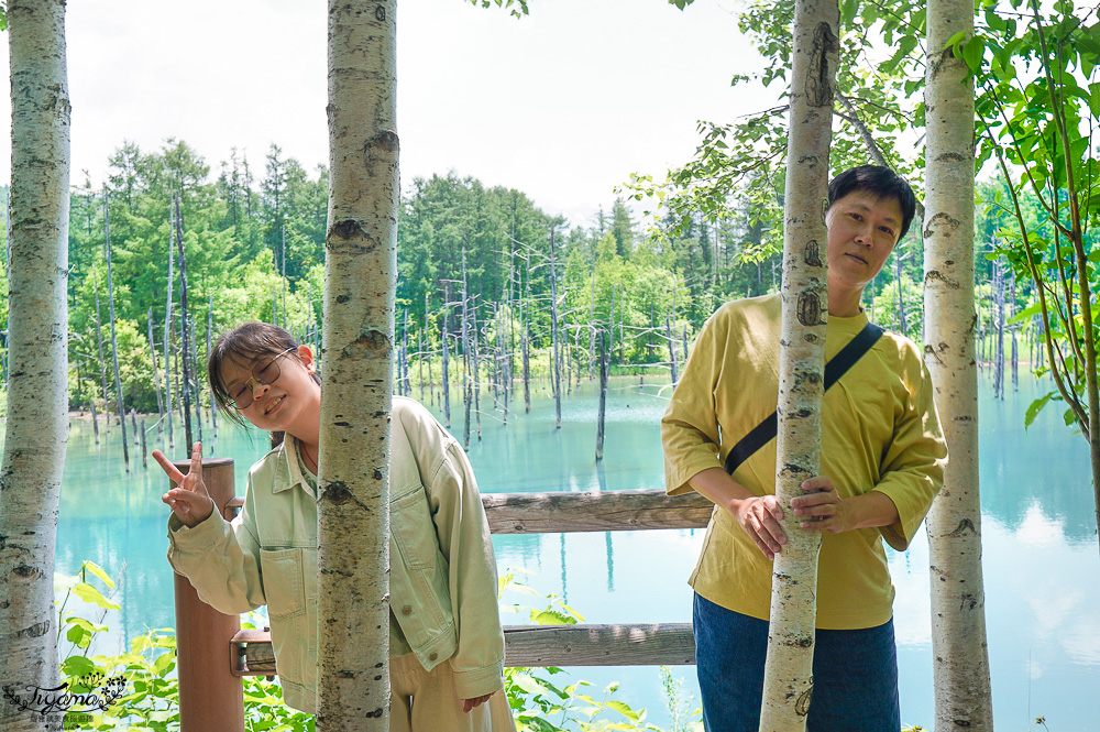 北海道美瑛｜白金青池：絕美青藍人池，美瑛知名人氣景點 @緹雅瑪 美食旅遊趣