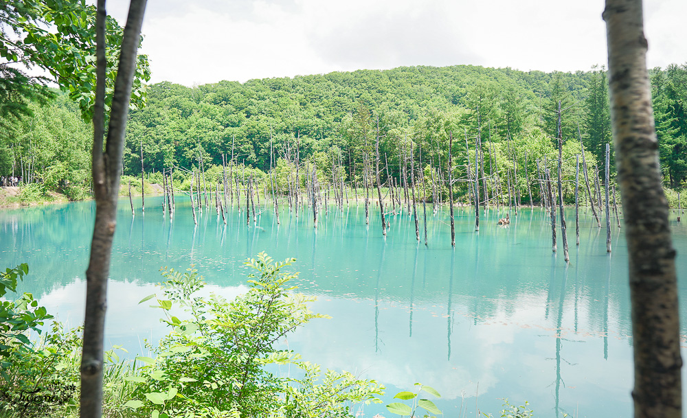 北海道美瑛｜白金青池：絕美青藍人池，美瑛知名人氣景點 @緹雅瑪 美食旅遊趣