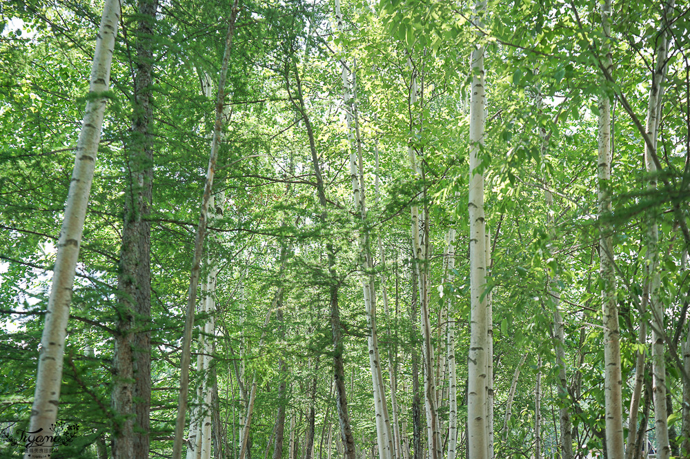 北海道美瑛｜白金青池：絕美青藍人池，美瑛知名人氣景點 @緹雅瑪 美食旅遊趣
