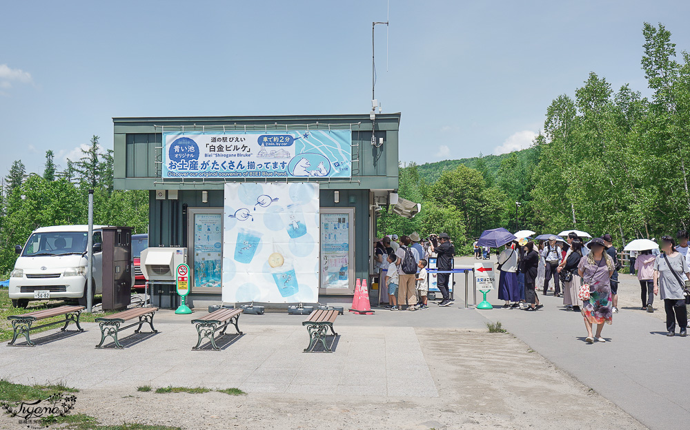 北海道美瑛｜白金青池：絕美青藍人池，美瑛知名人氣景點 @緹雅瑪 美食旅遊趣