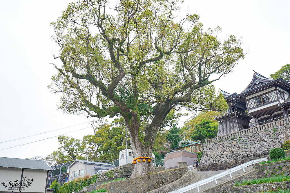 長崎諏訪神社｜長崎人氣神社「鎮西大社 諏訪神社」：避邪、尋覓愛情(月老)、洗錢神社，旁邊還有長崎公園免費動物園 @緹雅瑪 美食旅遊趣