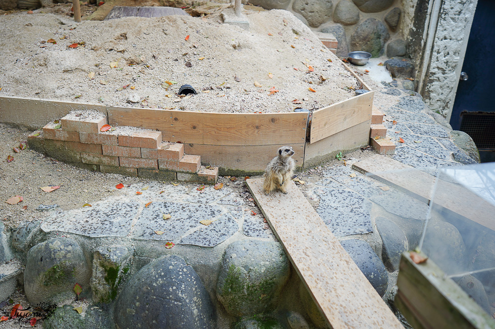 長崎諏訪神社｜長崎人氣神社「鎮西大社 諏訪神社」：避邪、尋覓愛情(月老)、洗錢神社，旁邊還有長崎公園免費動物園 @緹雅瑪 美食旅遊趣