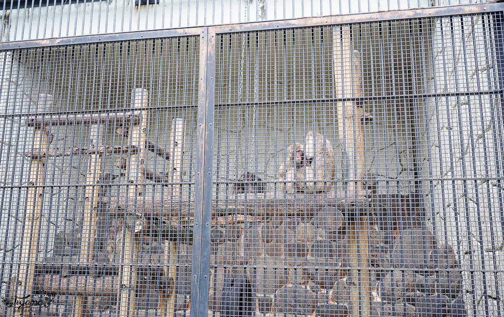 長崎諏訪神社｜長崎人氣神社「鎮西大社 諏訪神社」：避邪、尋覓愛情(月老)、洗錢神社，旁邊還有長崎公園免費動物園 @緹雅瑪 美食旅遊趣