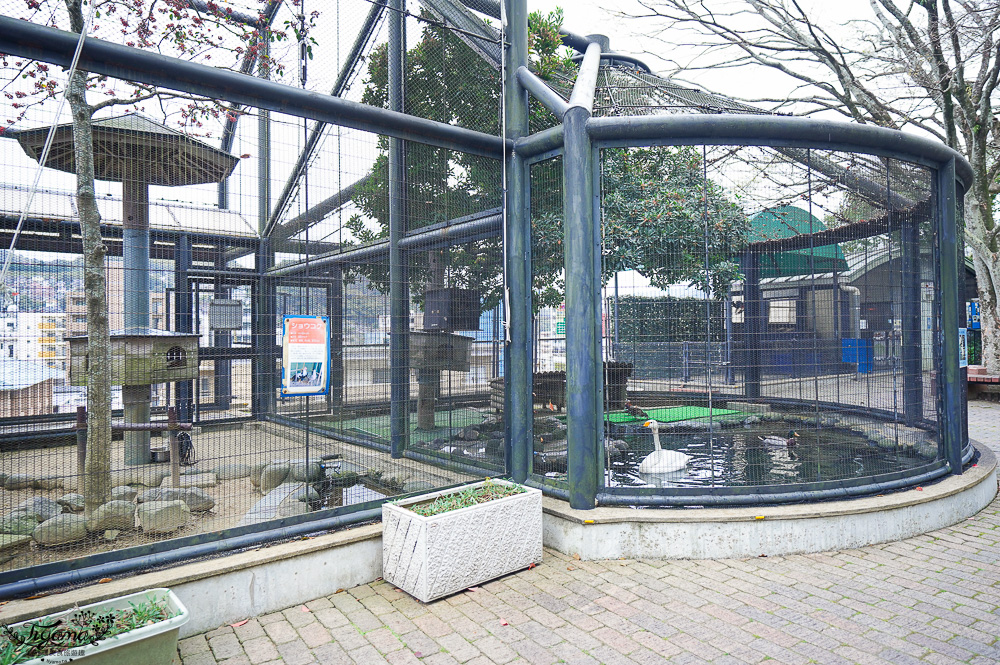 長崎諏訪神社｜長崎人氣神社「鎮西大社 諏訪神社」：避邪、尋覓愛情(月老)、洗錢神社，旁邊還有長崎公園免費動物園 @緹雅瑪 美食旅遊趣