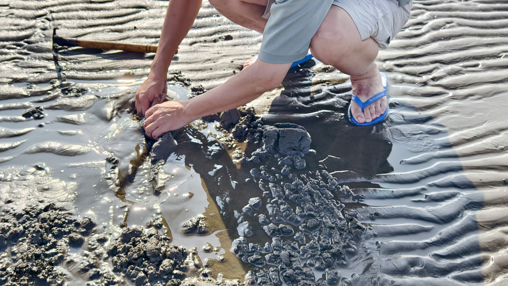 台南挖蛤蜊景點｜免費挖蛤蜊期間限定，台南北門雙春海岸線野生蛤蜊大爆發！！ @緹雅瑪 美食旅遊趣