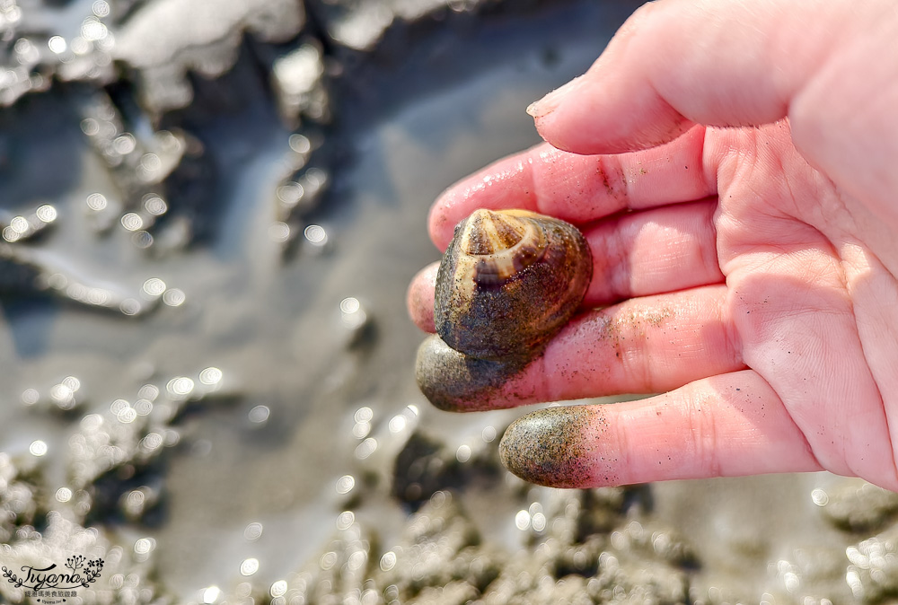 台南挖蛤蜊景點｜免費挖蛤蜊期間限定，台南北門雙春海岸線野生蛤蜊大爆發！！ @緹雅瑪 美食旅遊趣
