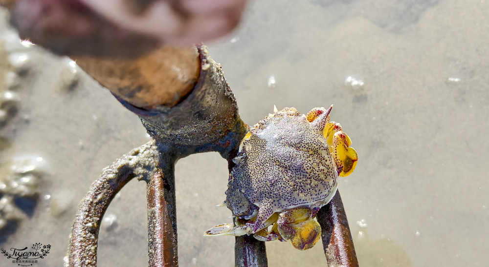 台南挖蛤蜊景點｜免費挖蛤蜊期間限定，台南北門雙春海岸線野生蛤蜊大爆發！！ @緹雅瑪 美食旅遊趣