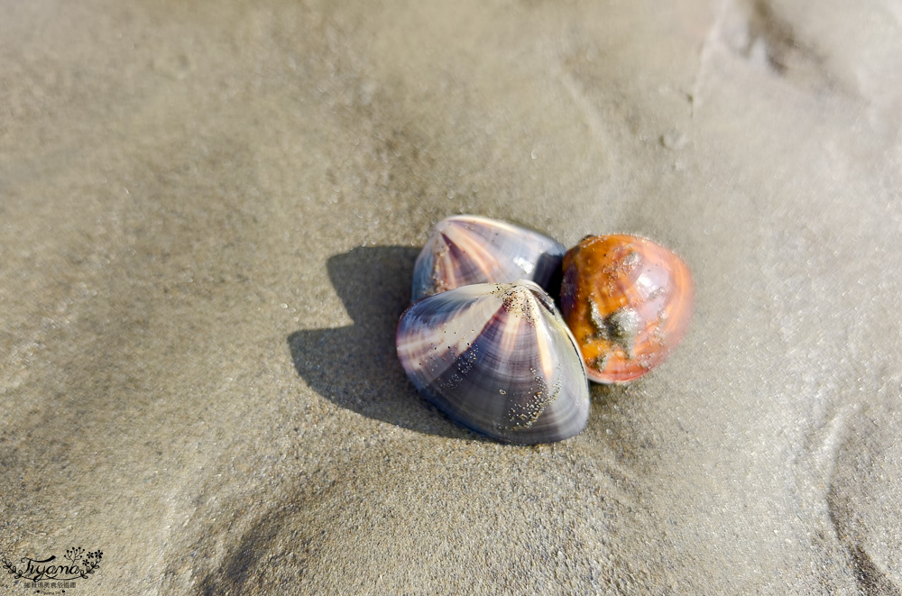 台南挖蛤蜊景點｜免費挖蛤蜊期間限定，台南北門雙春海岸線野生蛤蜊大爆發！！ @緹雅瑪 美食旅遊趣