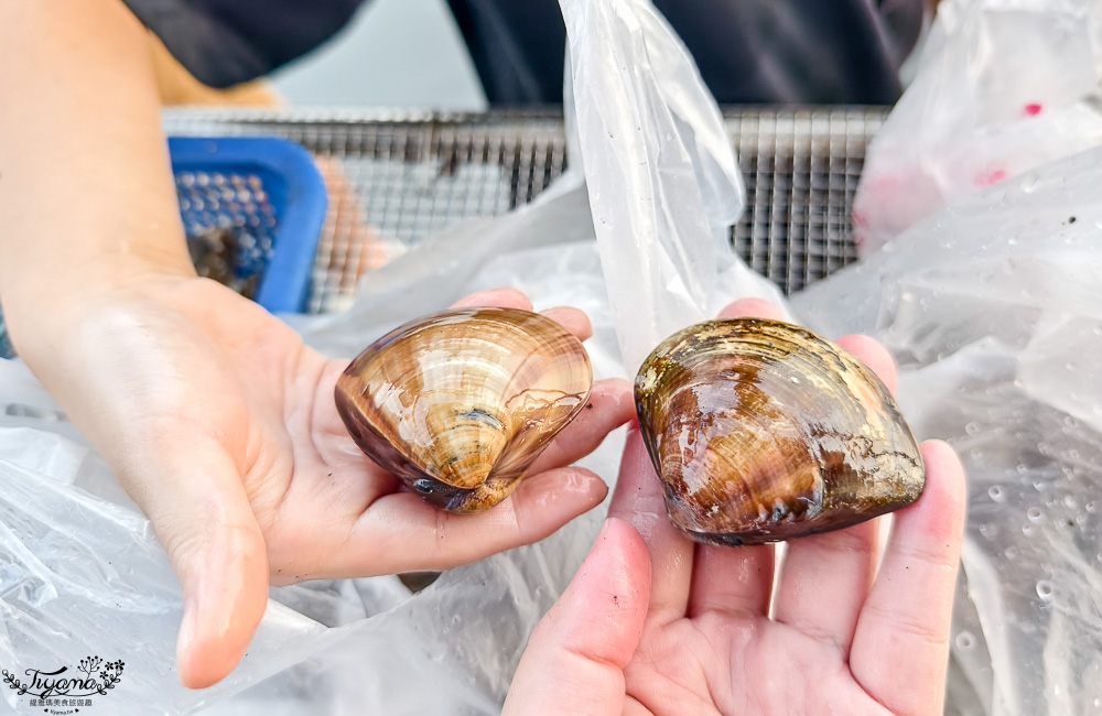 王功挖蛤烤蚵吃到飽！王功丫瑋觀光採蚵車，烤棚大又乾淨，收費大人200．小孩100．幼童免費，最超值的玩水活動 @緹雅瑪 美食旅遊趣