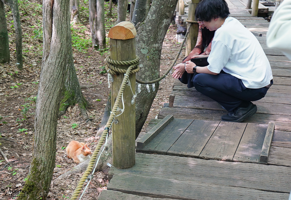 北海道童話小木屋村落「森林精靈露台」夢幻富良野景點，漫步在寧靜優美裡的秘境森林 @緹雅瑪 美食旅遊趣