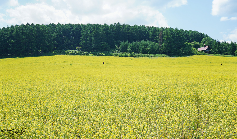 北海道富良野六花亭「坎帕納六花亭」，葡萄園與藍莓園裡的人氣甜點店 @緹雅瑪 美食旅遊趣