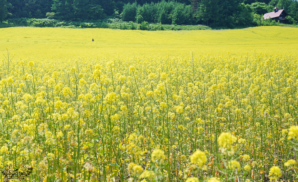 北海道富良野六花亭「坎帕納六花亭」，葡萄園與藍莓園裡的人氣甜點店 @緹雅瑪 美食旅遊趣