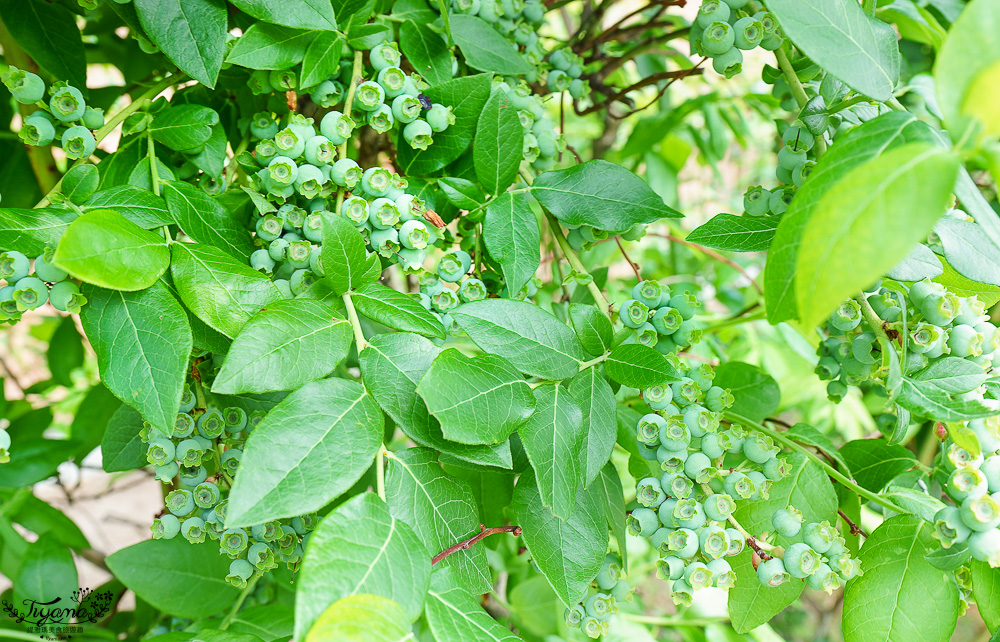 北海道富良野六花亭「坎帕納六花亭」，葡萄園與藍莓園裡的人氣甜點店 @緹雅瑪 美食旅遊趣