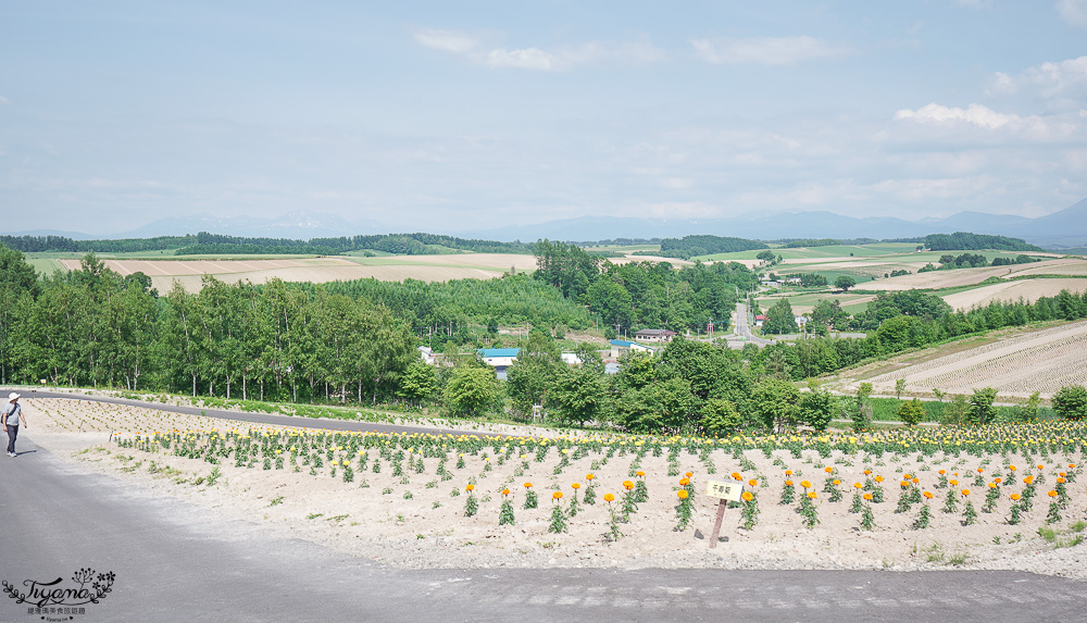 北道美瑛｜四季彩之丘：春夏季限定免入園費，遊園車NOROCCO號！10月~6月免門票 @緹雅瑪 美食旅遊趣