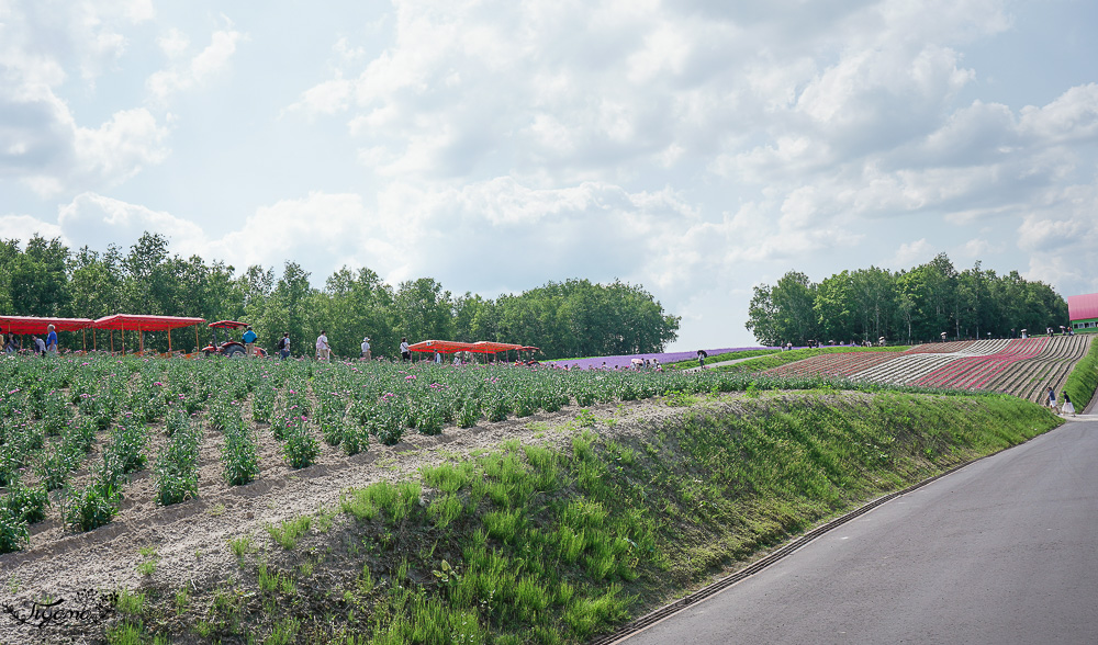 北道美瑛｜四季彩之丘：春夏季限定免入園費，遊園車NOROCCO號！10月~6月免門票 @緹雅瑪 美食旅遊趣