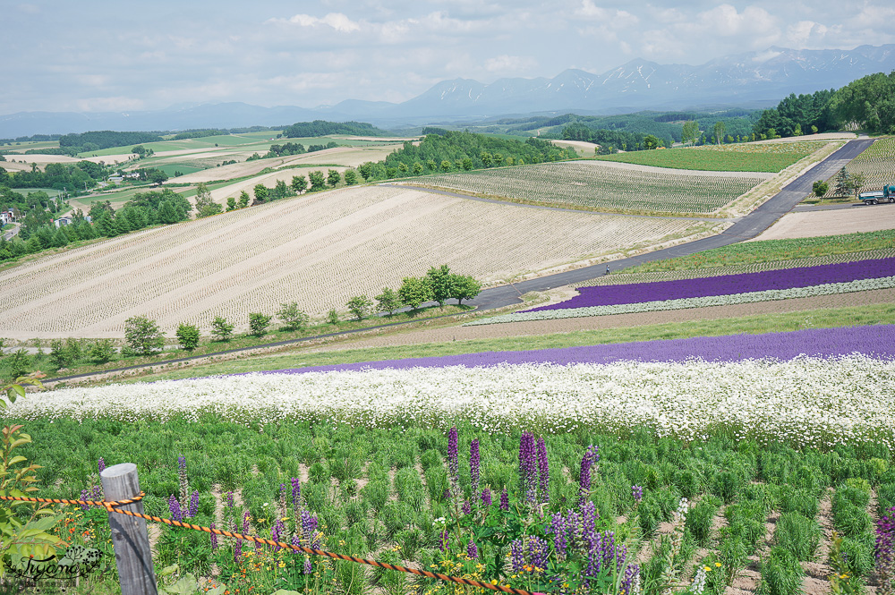 北道美瑛｜四季彩之丘：春夏季限定免入園費，遊園車NOROCCO號！10月~6月免門票 @緹雅瑪 美食旅遊趣