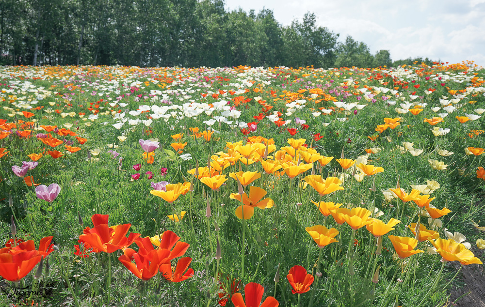 北道美瑛｜四季彩之丘：春夏季限定免入園費，遊園車NOROCCO號！10月~6月免門票 @緹雅瑪 美食旅遊趣