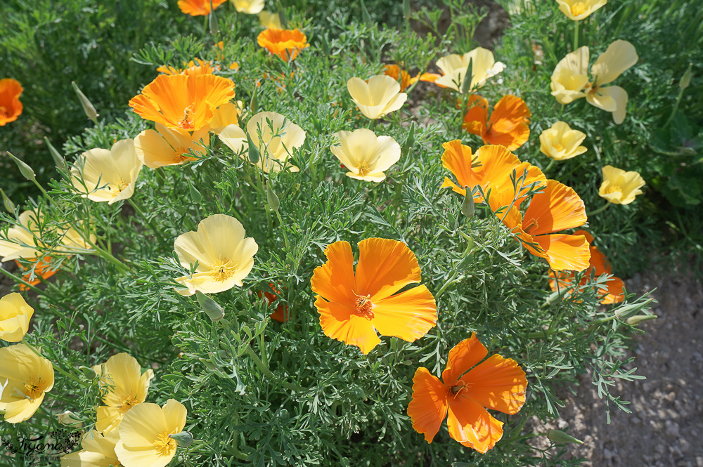 北道美瑛｜四季彩之丘：春夏季限定免入園費，遊園車NOROCCO號！10月~6月免門票 @緹雅瑪 美食旅遊趣