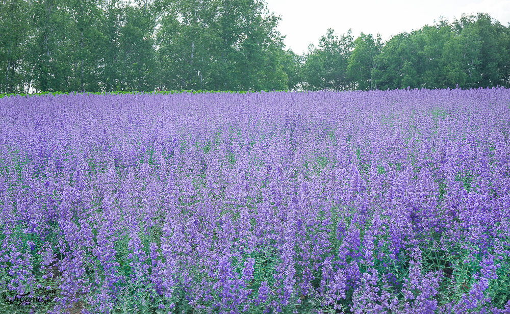 北道美瑛｜四季彩之丘：春夏季限定免入園費，遊園車NOROCCO號！10月~6月免門票 @緹雅瑪 美食旅遊趣