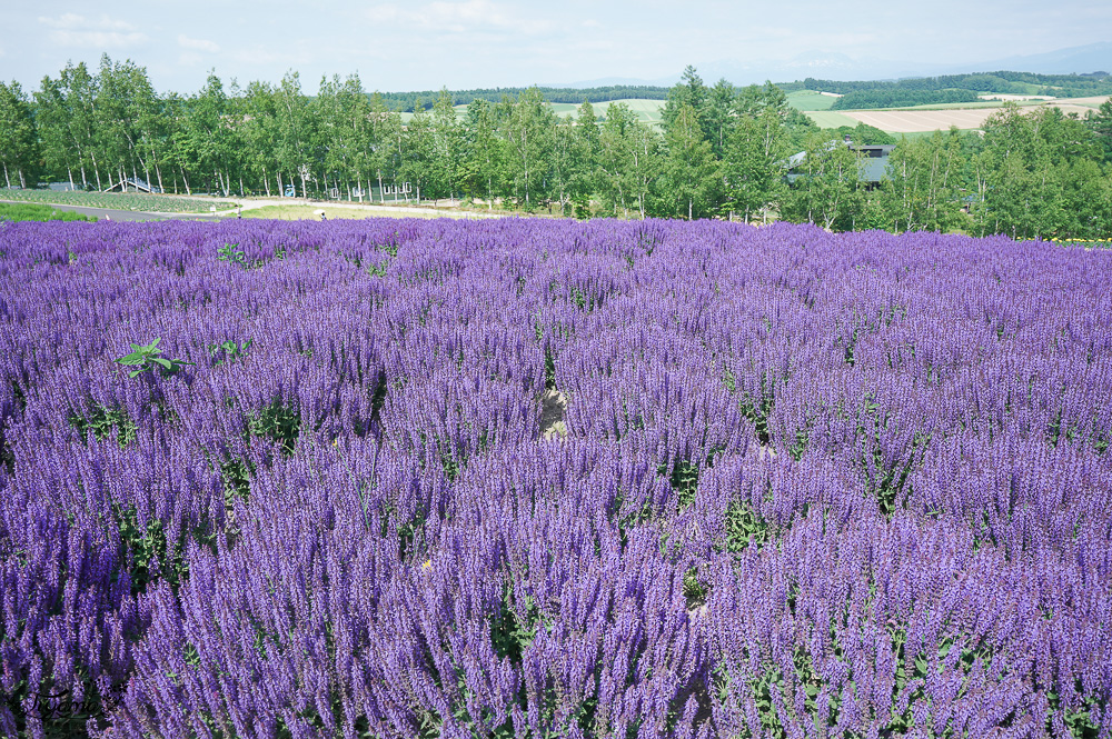 北道美瑛｜四季彩之丘：春夏季限定免入園費，遊園車NOROCCO號！10月~6月免門票 @緹雅瑪 美食旅遊趣