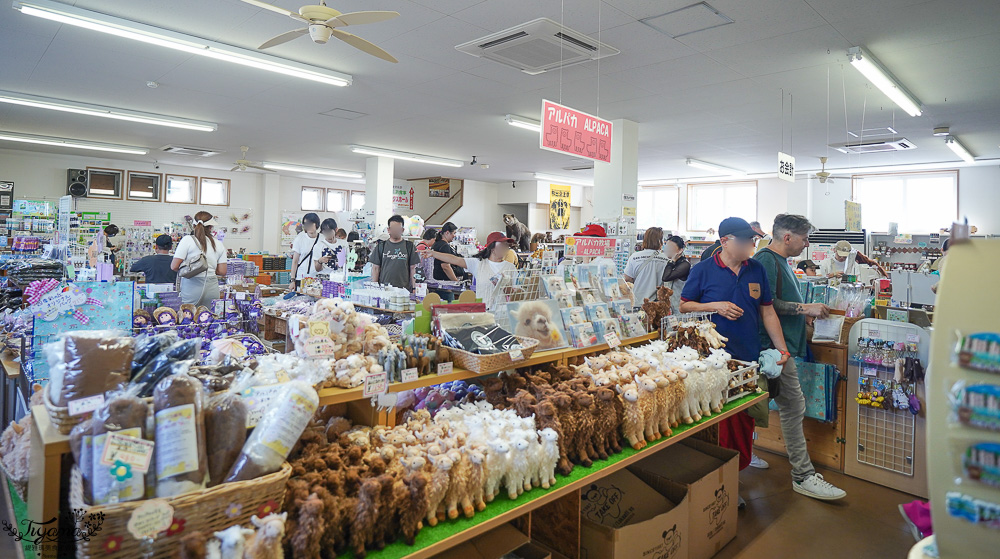 北道美瑛｜四季彩之丘：春夏季限定免入園費，遊園車NOROCCO號！10月~6月免門票 @緹雅瑪 美食旅遊趣