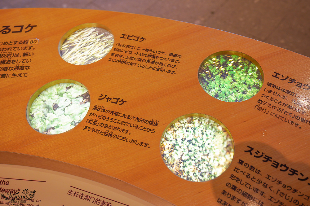 【北海道景點】支笏湖遊客中心｜山線鐵橋｜Patissier Labo｜支笏湖商店街 @緹雅瑪 美食旅遊趣