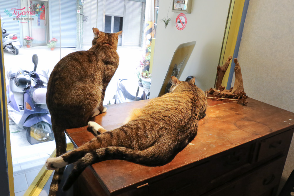 與貓咪零距離接觸|貓門咖啡：南園街重新移店開張，與貓的約會~台南下午茶推薦！！ @緹雅瑪 美食旅遊趣