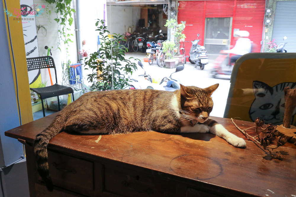 與貓咪零距離接觸|貓門咖啡：南園街重新移店開張，與貓的約會~台南下午茶推薦！！ @緹雅瑪 美食旅遊趣