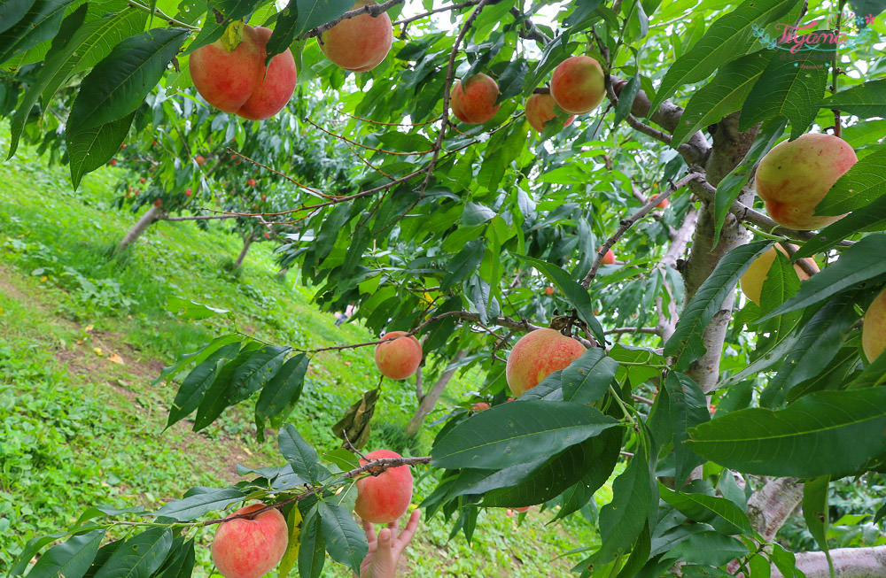 水蜜桃吃到飽/北海道採水果《山本觀光果樹園》現採現吃水蜜桃吃到飽 @緹雅瑪 美食旅遊趣