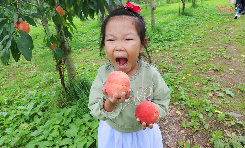 水蜜桃吃到飽/北海道採水果《山本觀光果樹園》現採現吃水蜜桃吃到飽 @緹雅瑪 美食旅遊趣