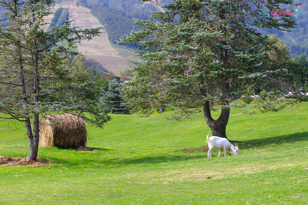 北海道星野Tomamu渡假村.牧場Farm：免費景點牧場草床.午睡吊床.餵羊&#038;騎馬體驗.自行車 @緹雅瑪 美食旅遊趣