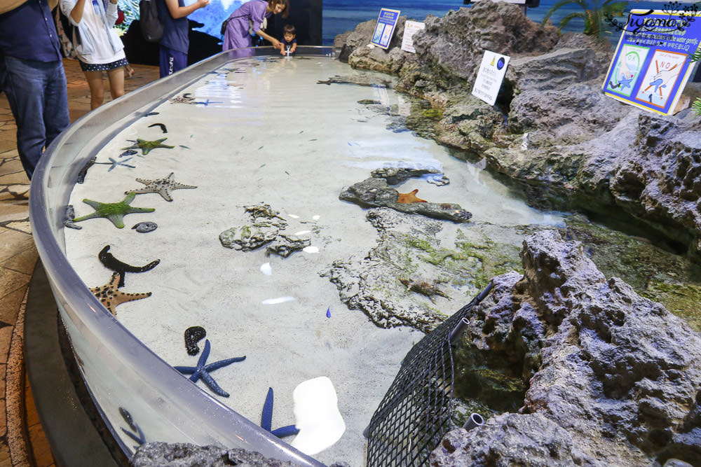 沖繩美麗海水族館：巨大水族箱！黑潮之海鯨鯊.海豚秀，沖繩必遊景點 @緹雅瑪 美食旅遊趣