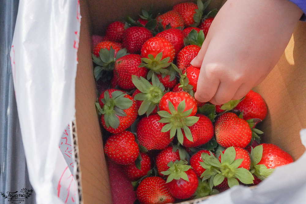 高雄採草莓，三本鮮莓園，採草莓囉！！大崗山超峰寺參拜後的親子旅遊 @緹雅瑪 美食旅遊趣