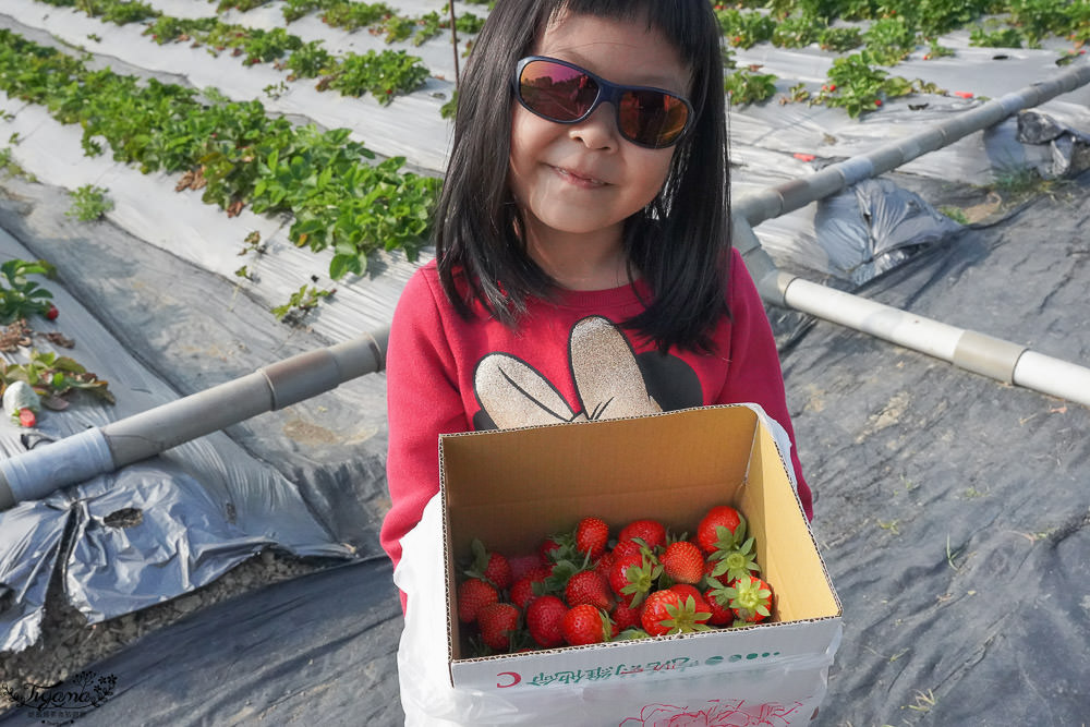 高雄採草莓，三本鮮莓園，採草莓囉！！大崗山超峰寺參拜後的親子旅遊 @緹雅瑪 美食旅遊趣